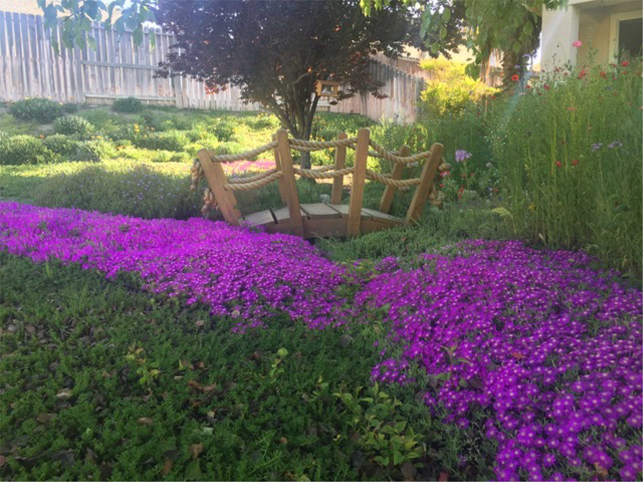 wooden arch bridge in garden with stripe of purple flowers